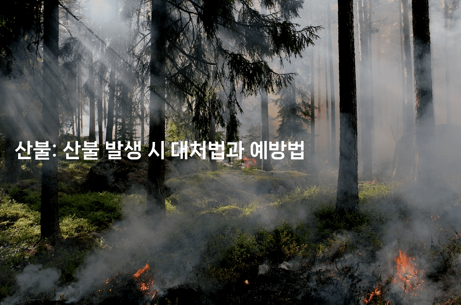 산불: 산불 발생 시 대처법과 예방법
-하쿠나