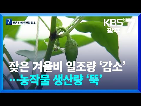 유난히 비 잦은 겨울…일조량 줄어 농작물 생산량 ‘뚝’ / KBS  2024.02.22.