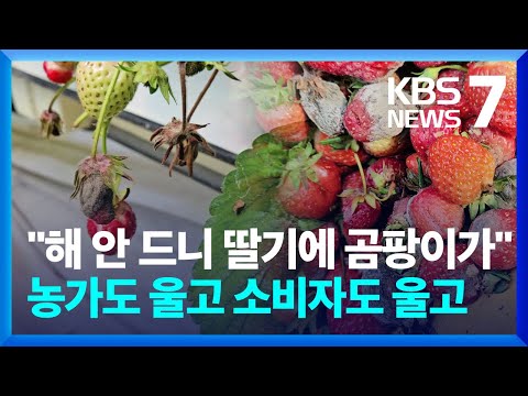 일조량 급감에 시설 재배 타격…“특별재난지역” 선포 필요 / KBS  2024.03.26.