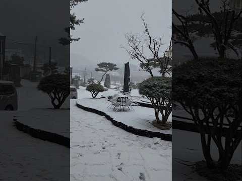 Snowfall in Korea|강설, 강설량 #southkorea #korea #snow #snowfall #winter #shorts