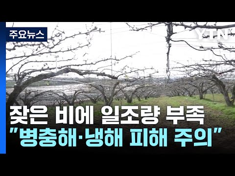 일조량 부족에 요란한 봄비까지...농작물 관리 비상! / YTN