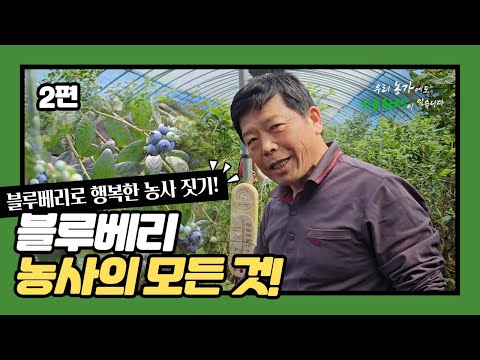 이것만 알아도 돈이 되는 블루베리! 일조량 부족 해결, 전망, 수확량과 고당도 비법 공개! ㅣ우리 농장에도 히포팜텍이 있습니다 -2편-