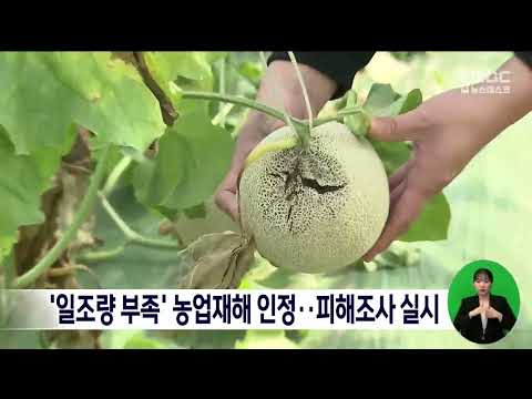 '일조량 부족' 농업재해 인정.. 피해조사 실시[목포MBC 뉴스데스크]