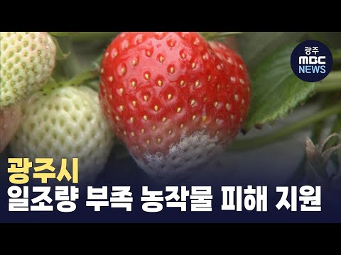 광주시, 일조량 부족 농작물 피해 지원