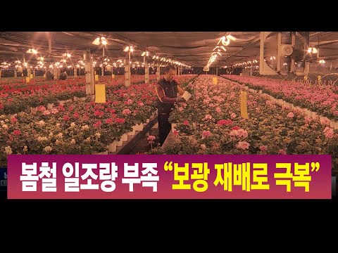 R)봄철 일조량 부족 "보광 재배로 극복" / 안동MBC