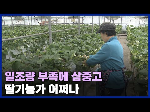 일조량 부족에 삼중고...딸기농가 어쩌나/JIBS /제주/2024.02.23