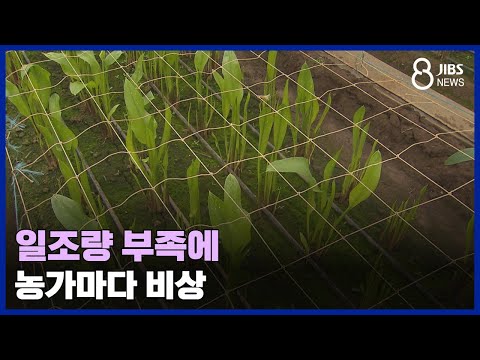 일조량 부족에 농가마다 비상 /JIBS /제주/2024.02.05