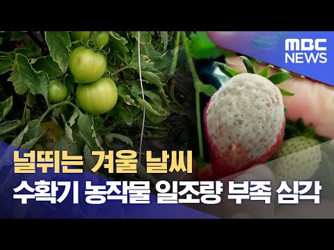 널뛰는 겨울 날씨..수확기 농작물 일조량 부족 심각 (2024.02.29/뉴스데스크/포항MBC)