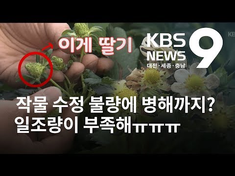 일조량 부족... 작물 수정 불량에 병해도 발생 / KBS뉴스(NEWS)