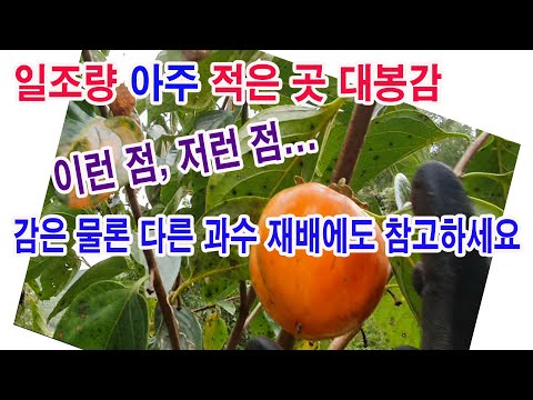 일조량이 아주 적은 곳에 심은 대봉감. 이런 점, 저런 점,.... 감은 물론 다른 과수 재배에도 참고하세요. (과수재배와 일조량, 일조량 따른 과일, 감나무 재배, 작물과 일조량